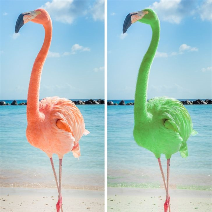 Các loài động vật mất đi điểm riêng biệt sẽ trông như thế nào? ảnh 11