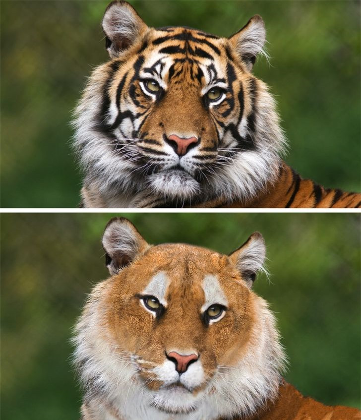 Các loài động vật mất đi điểm riêng biệt sẽ trông như thế nào? ảnh 3