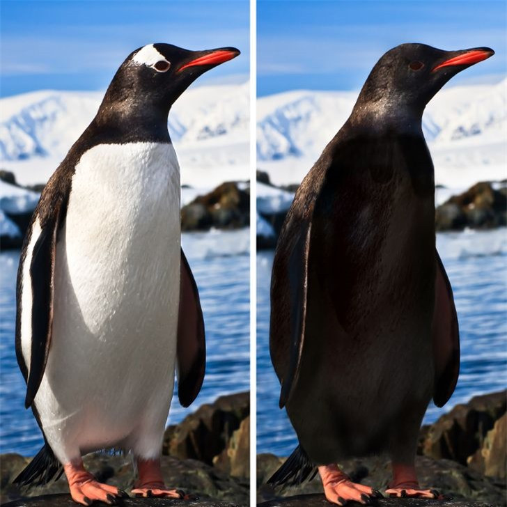 Các loài động vật mất đi điểm riêng biệt sẽ trông như thế nào? ảnh 10