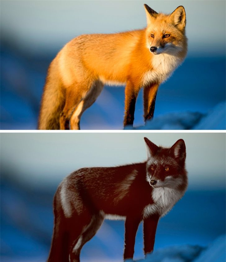 Các loài động vật mất đi điểm riêng biệt sẽ trông như thế nào? ảnh 7