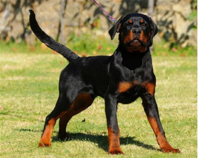 9 loài chó có tuổi thọ thấp nhất thế giới ảnh 8