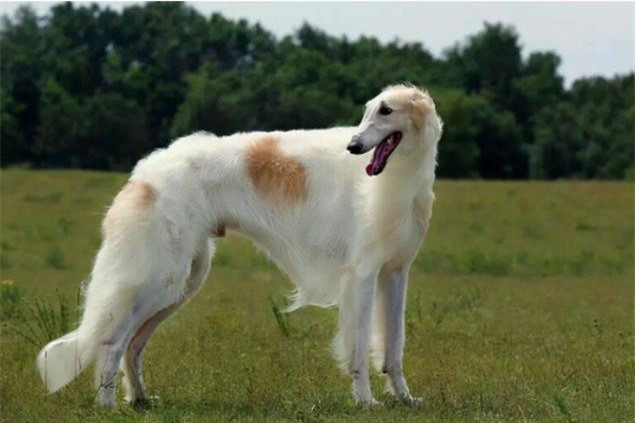 9 loài chó có tuổi thọ thấp nhất thế giới ảnh 5