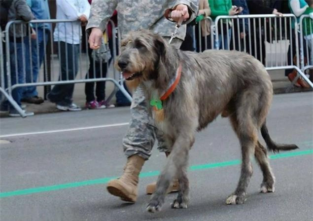 9 loài chó có tuổi thọ thấp nhất thế giới ảnh 4