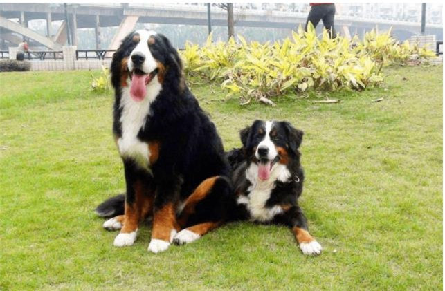 9 loài chó có tuổi thọ thấp nhất thế giới ảnh 6