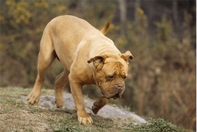 9 loài chó có tuổi thọ thấp nhất thế giới ảnh 1