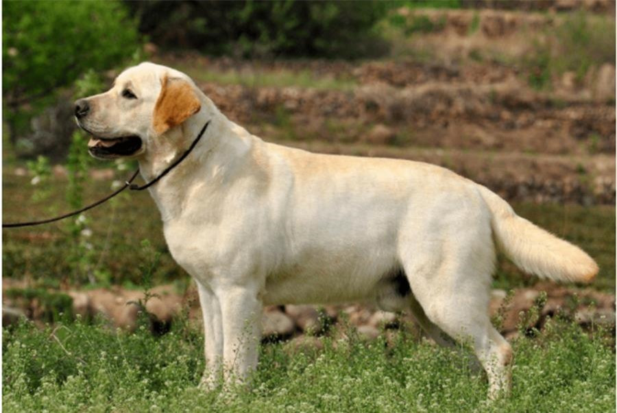 9 loài chó có tuổi thọ thấp nhất thế giới ảnh 9