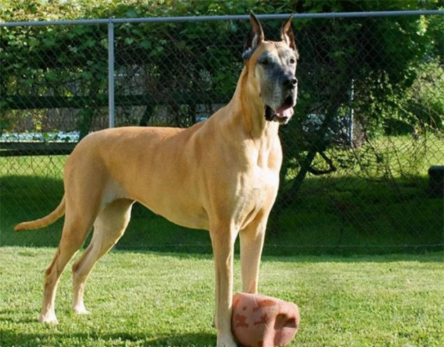 9 loài chó có tuổi thọ thấp nhất thế giới ảnh 3