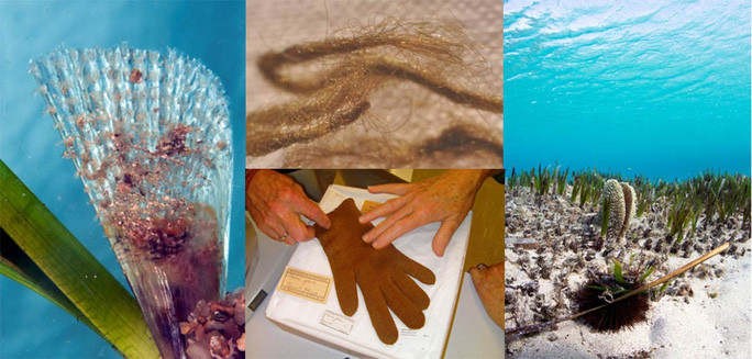 Phat hien tam ao nang tien ca xuat hien trong hang loat mo co