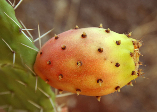 Qua xuong rong le gai bay ban trang trong tai sieu thi-Hinh-5