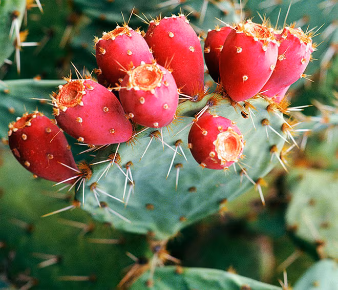 Qua xuong rong le gai bay ban trang trong tai sieu thi-Hinh-8