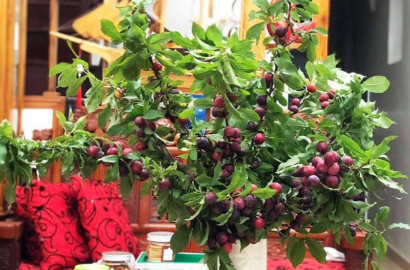 Man com re beo van e, man nguyen canh dat gia chay hang-Hinh-3