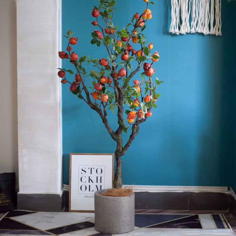 Ly do gi khien chi em ran ran mua cay luu gia ve trung Tet-Hinh-4