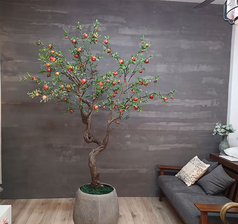 Ly do gi khien chi em ran ran mua cay luu gia ve trung Tet