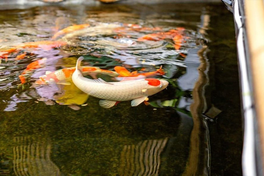 Thú chơi sưu tầm cá Koi tiền tỷ Thu choi suu tam ca Koi tien ty