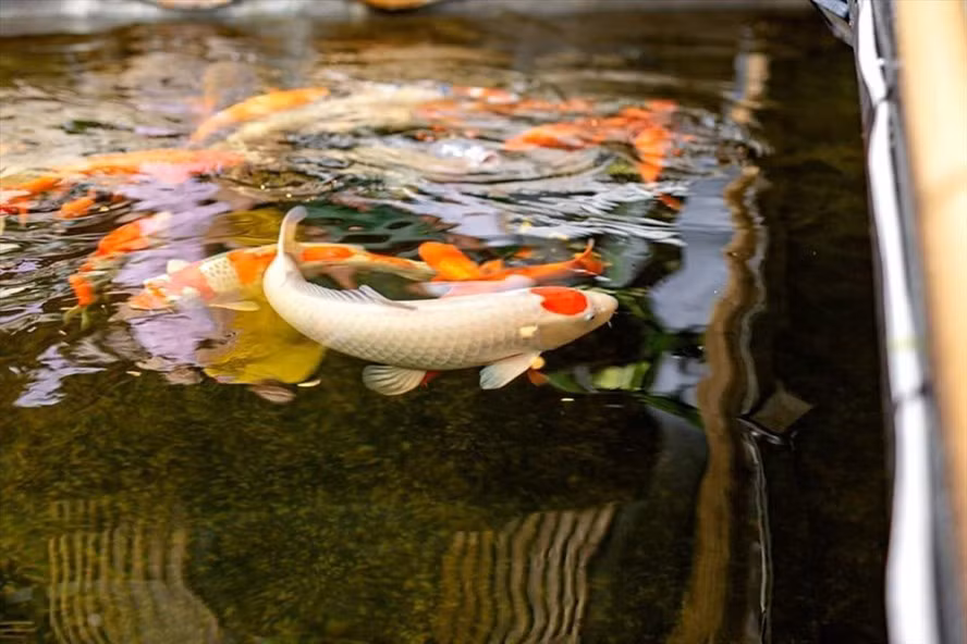 Thu choi suu tam ca Koi tien ty