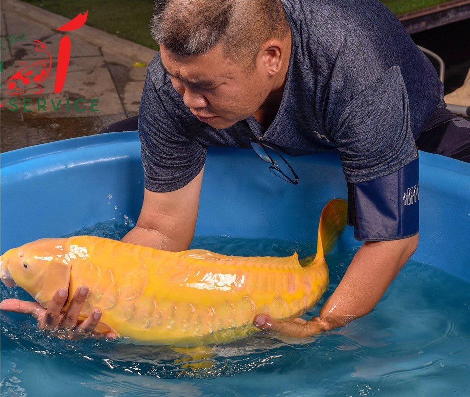 Thú chơi sưu tầm cá Koi tiền tỷ - Hình 3 Thu choi suu tam ca Koi tien ty-Hinh-3