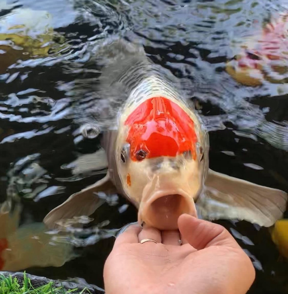Thú chơi sưu tầm cá Koi tiền tỷ - Hình 2 Thu choi suu tam ca Koi tien ty-Hinh-2
