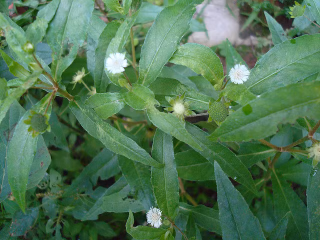 Than duoc tu thien nhien dac biet tot cho suc khoe