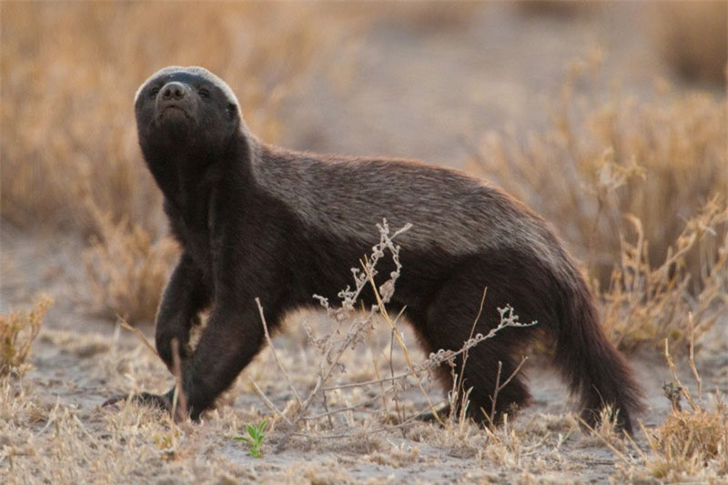 Điều đặc biệt là lửng mật ong còn có khả năng đề kháng độc nên nó có thể thoải mái ăn thịt các loài rắn độc như hổ mang, rắn lục… Theo nghiên cứu của các nhà khoa học, lửng mật ong tỉnh dậy sau 2 tiếng sau khi bị rắn hổ lục (một loài rắn có nọc rất độc) cắn.