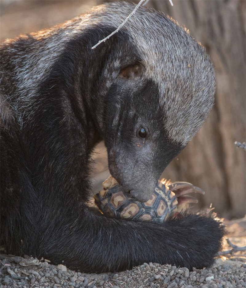 Những bức ảnh lửng mật ong đang cố ăn thịt rùa được nhiếp ảnh gia Morkel Erasmus chụp được ở công viên động vật hoang dã Kgalagadi Transfrontier (Nam Phi).