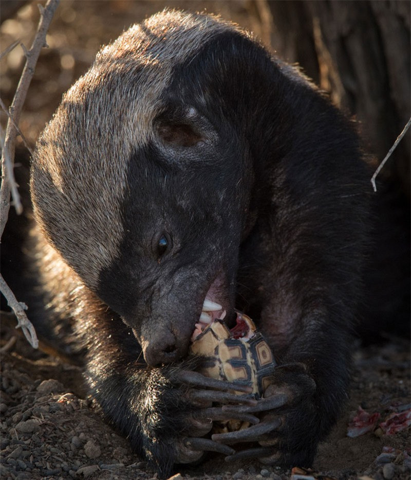 Sở hữu hàm răng sắc nhọn cùng móc vuốt dài, không khó để lửng mật ong có thể cạy lớp vỏ dày của chú rùa nhỏ xấu số. 