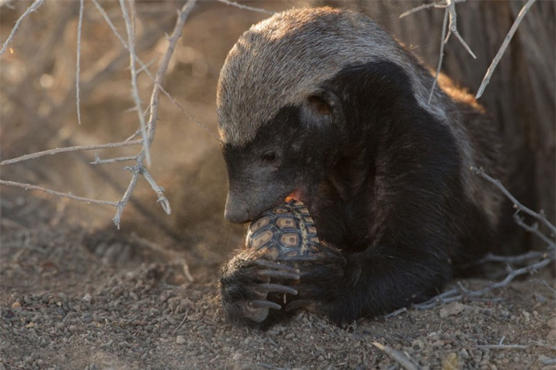 Thức ăn của lửng mật ong khá đa dạng như rắn, rùa, nhím...