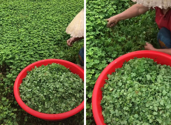 Nguoi Viet da dung 1 loai co 4 la de nau canh cua cuc ngon-Hinh-2