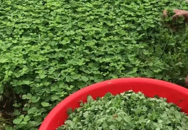 Nguoi Viet da dung 1 loai co 4 la de nau canh cua cuc ngon