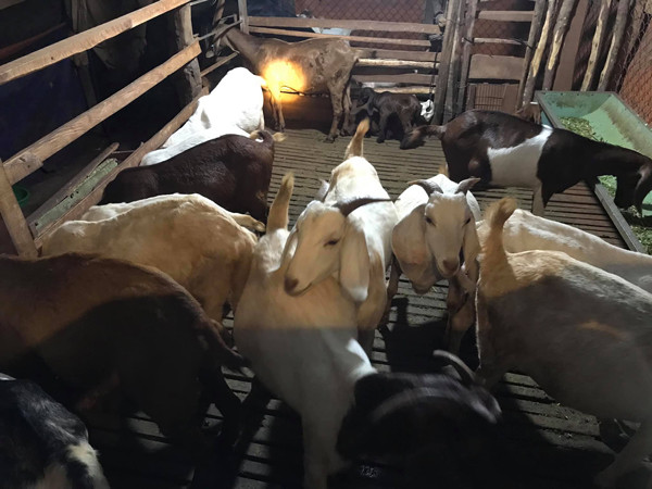 9x chon ban mat cho dat, ban lung cho troi, thu tram trieu/nam-Hinh-2