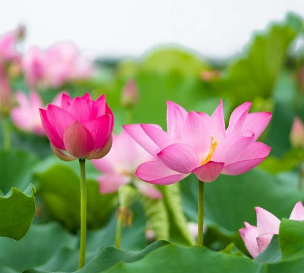 Cũng bởi điều này mà họ được nhiều người yêu mến và sẵn sàng giúp đỡ. Vốn là người có năng lực, nay có thêm sự giúp đỡ của quý nhân, những người này hứa hẹn sẽ ngày càng phát triển hơn, cuộc sống có cả địa vị và tiền bạc, chất lượng cuộc sống ngày càng cao.