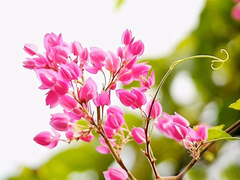 Những người này hiếm khi bị ảnh hưởng tiêu cực bởi người khác. Họ can đảm, mạnh dạn và thích kết bạn. Cũng nhờ mạng lưới quan hệ tốt đẹp mà những người này sẽ phát triển thuận lợi, không ngừng tăng tốc.