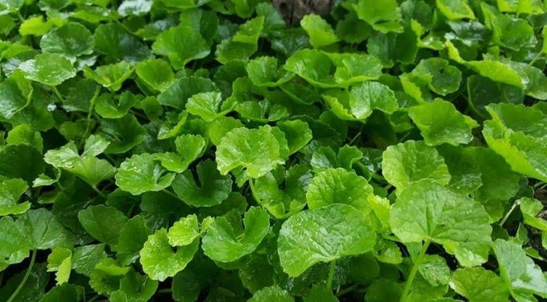 Thứ rau dại nhưng được ví như “sâm xanh” giúp dưỡng gan thận - Hình 2 Thu rau dai nhung duoc vi nhu “sam xanh” giup duong gan than-Hinh-2