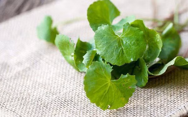 Thu rau dai nhung duoc vi nhu “sam xanh” giup duong gan than