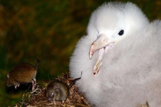 Kinh hoàng chuột hợp thành nhóm đi săn mồi, ăn não chim hải âu Kinh hoang chuot hop thanh nhom di san moi, an nao chim hai au