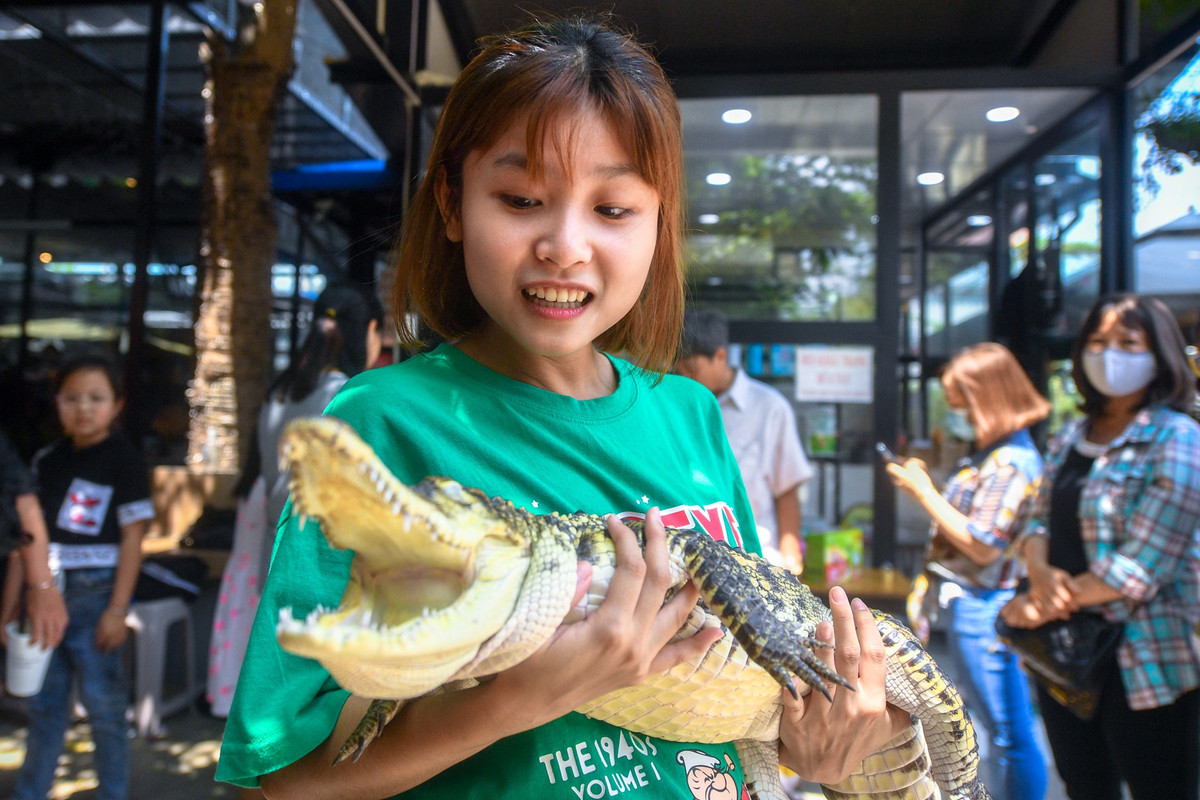 Con cá sấu Xiêm 2 tuổi, dài hơn 1 m thu hút sự chú ý của nhiều bạn trẻ.