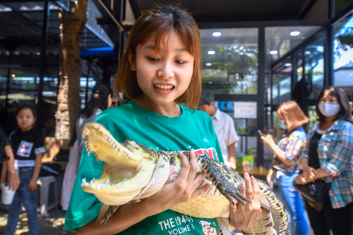 Con cá sấu Xiêm 2 tuổi, dài hơn 1 m thu hút sự chú ý của nhiều bạn trẻ.