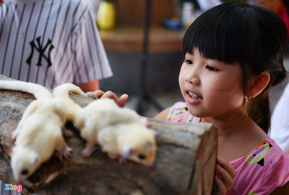 br/> Những chú sóc bay Úc được đưa ra ngoài, thực hiện động tác bay nhảy dưới sự thích thú của các em nhỏ.