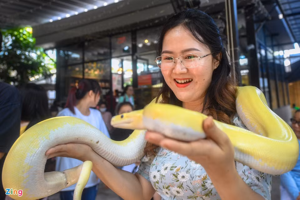 br/> Trăn Anaconda vàng khi được thuần hoá làm thú nuôi thì hiền lành và quấn người. Đây cũng là một trong những pet khủng với mức giá vài trăm triệu đồng.