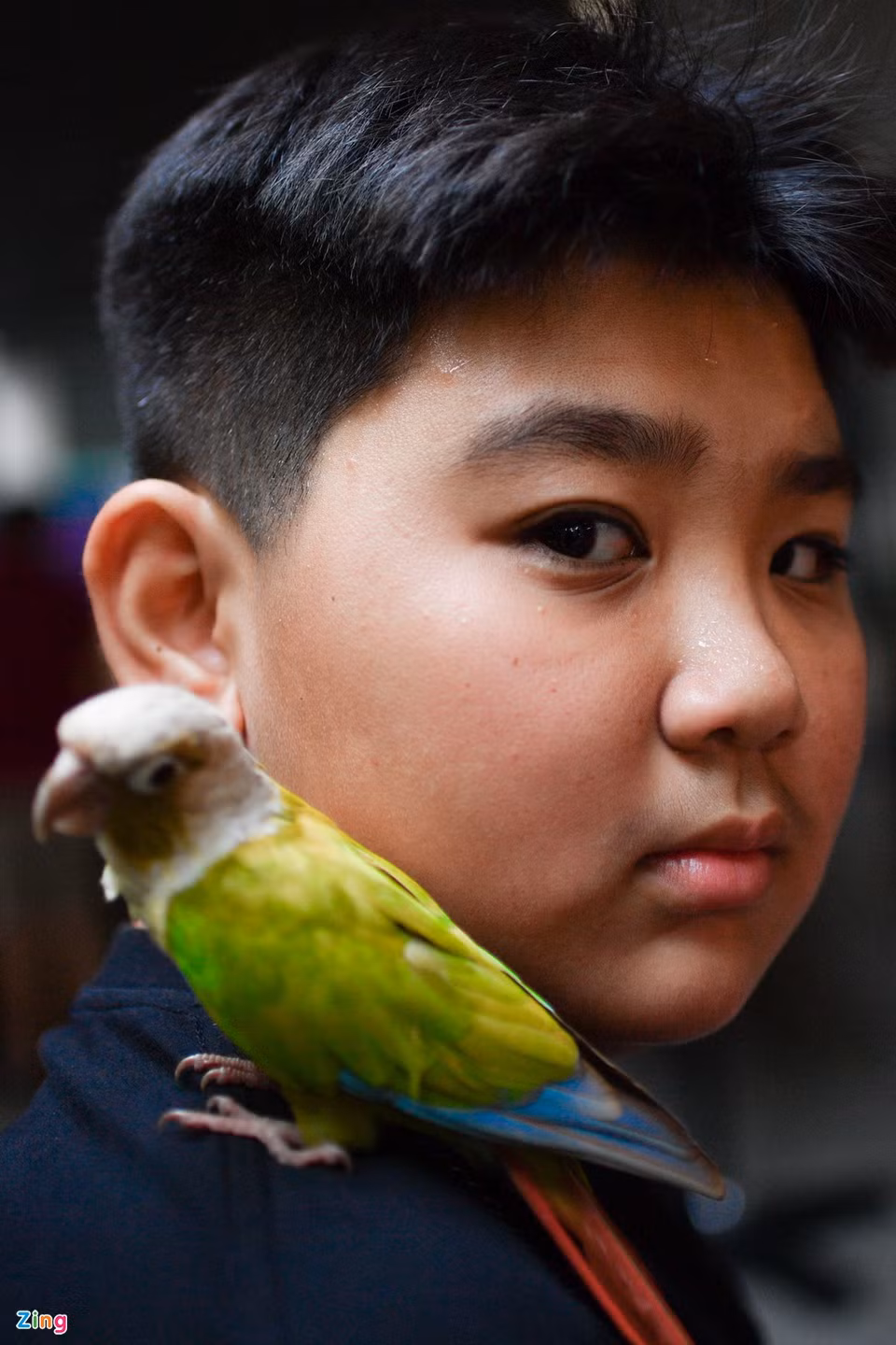 br/> Hải Đăng (13 tuổi) cùng gia đình mang những chú chim đến quán cà phê để giao lưu cùng hội nhóm mỗi cuối tuần. Đăng và bố nuôi nhiều chim cảnh, thuần hóa lâu ngày để mang chúng trên vai.