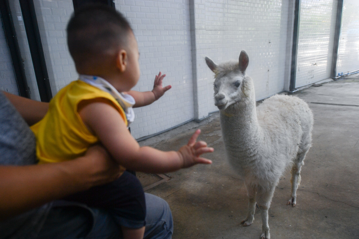 Bé Sushi được gia đình đưa đi chơi, tham quan những con vật. Anh Thọ, bố của Sushi, cho biết tình cờ biết đến quán cà phê này trên mạng xã hội nên dẫn gia đình đi chơi. "Không gian ở đây như một vườn thú thu nhỏ vậy", anh Thọ nói.