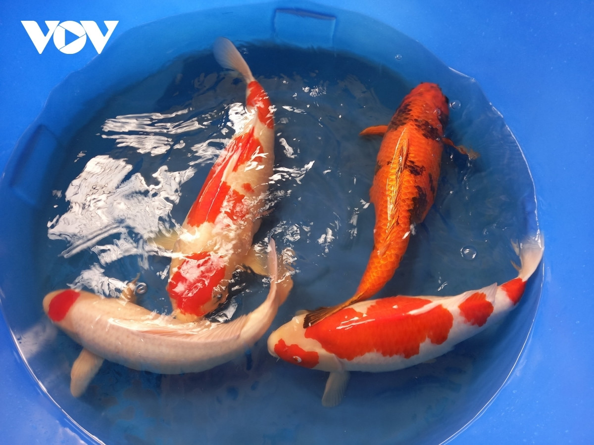 Kiem tien ty moi nam nho kinh doanh ca Koi-Hinh-2