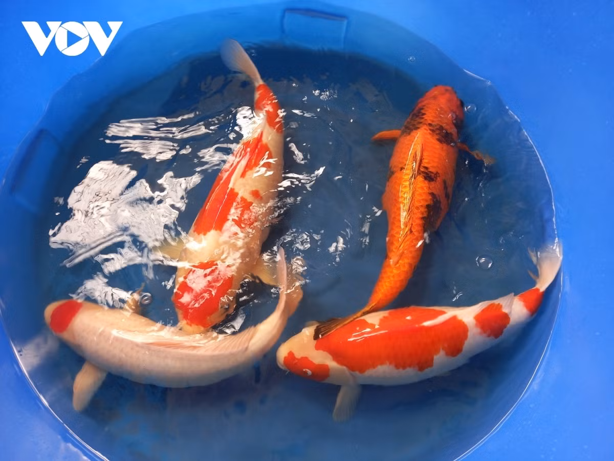 Kiem tien ty moi nam nho kinh doanh ca Koi-Hinh-2