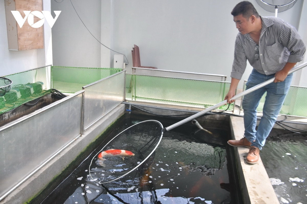 Kiem tien ty moi nam nho kinh doanh ca Koi-Hinh-3