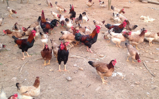 Cho ga mia uong thuoc bac ban trung lai lon