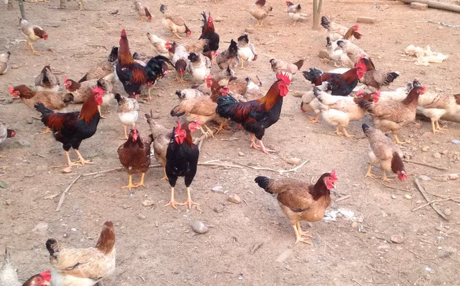 Cho ga mia uong thuoc bac ban trung lai lon