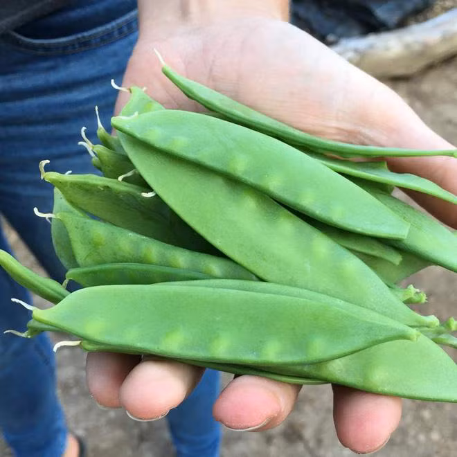 4 loai rau cu nghe ten rat quen thuoc nhung khong phai luc nao cung re-Hinh-5