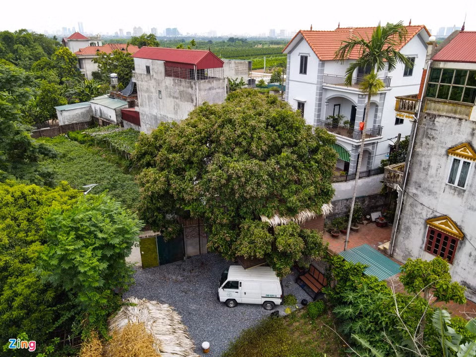 br/> Do rảnh rỗi trong dịp dịch Covid-19 bùng phát, từ tháng 12/2020, anh Lê Ngọc Tú (38 tuổi) nảy ra ý tưởng làm một căn nhà trên cây nhãn gần 50 tuổi có sẵn trong khu đất rộng 300 m2 ở xã Xuân Canh (huyện Đông Anh, Hà Nội). Ngôi nhà nhỏ là thành quả sau gần 1 tháng thi công.