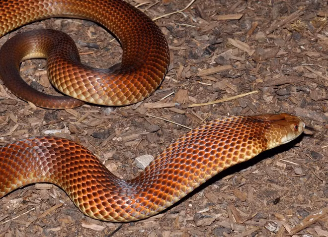 Trong số hơn 3.000 loài rắn, khoảng 650 loài là rắn độc. Rắn độc là nỗi sợ hãi đối với nhiều người. Con người, động vật bị rắn độc cắn có thể mất mạng. Xét về mặt ngoại hình, rắn độc và rắn lành không có sự khác biệt lớn. Vì thế, ít người phân biệt được những loại rắn này. Ảnh: Getty.