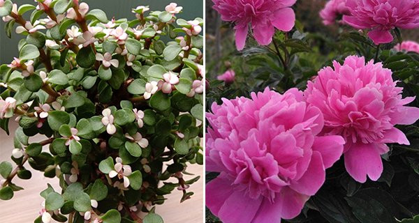 7 cay canh goi tai loc phu quy, song lau hon con nguoi-Hinh-3