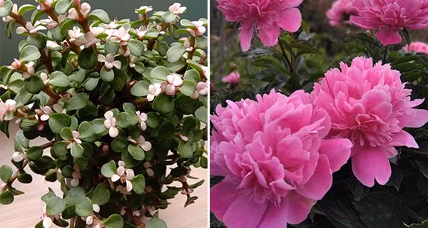 7 cay canh goi tai loc phu quy, song lau hon con nguoi-Hinh-3